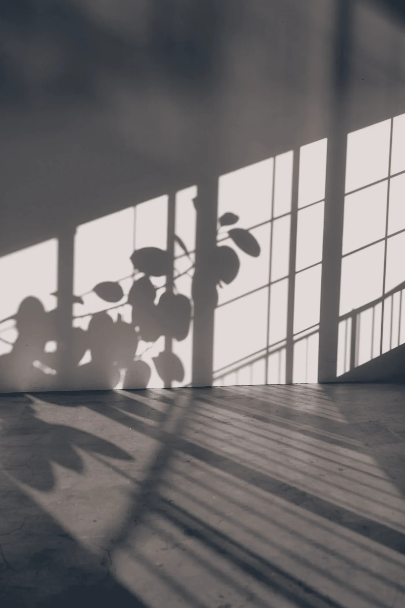 Afternoon light and plant shadows across an empty floor